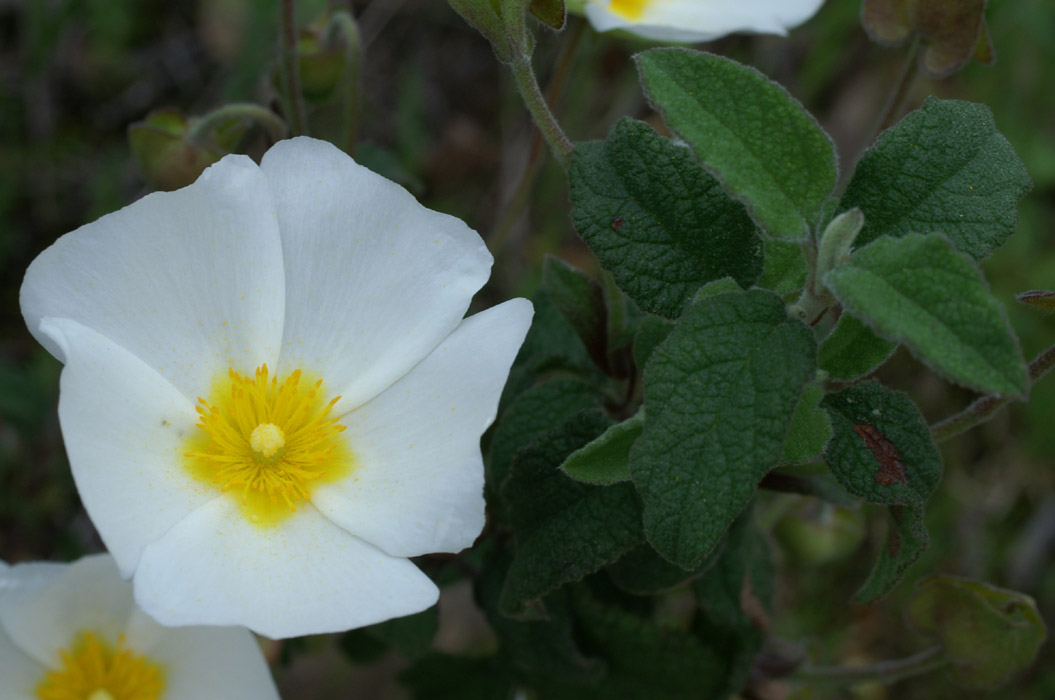 Cistus populifolius Bron Carnoules 150407