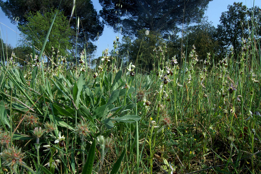 Ophrys splendida Endre 280407 (12)