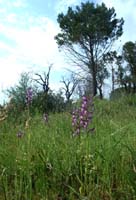 Anacamptis laxiflora Endre 280407 (33)