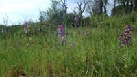 Anacamptis laxiflora Endre 280407 (34)