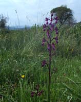 Anacamptis laxiflora Endre 280407 (35)