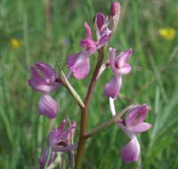 Anacamptis laxiflora Endre 280407 (36)