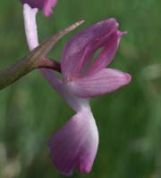 Anacamptis laxiflora Endre 280407 (37)