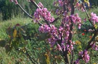 Cercis siliquastrum Endre 280407 (49)