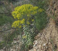 Isatis tinctoria Endre 280407 (50)