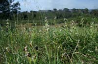 Ophrys splendida Endre 280407 (4)