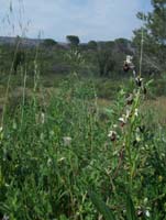 Ophrys splendida Endre 280407