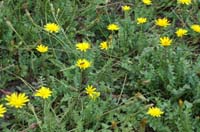 Hyoseris radiata Giens 190407 (9)