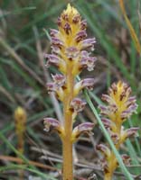 Orobanche sp Giens 190407 (4)