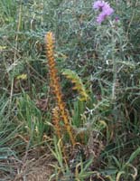 Orobanche sp Giens 190407 (5)