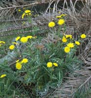 Scolymus hispanicus Giens 190407 (2)