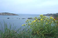 Senecio leucanthemifolius ssp crassifolius Giens 190407 (12)