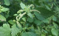 Urtica membranacea Giens 190407 (43)