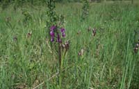 Anacamptis laxiflora & Serapias lingua Grime 280407 (6)