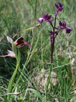 Anacamptis laxiflora & Serapias lingua Grime 280407 (7)