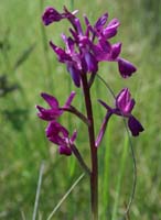 Anacamptis laxiflora Grime 280407 (8)