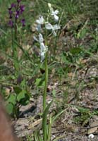 Anacamptis laxiflora albinos Grime 280407 (1)