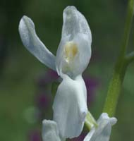 Anacamptis laxiflora albinos Grime 280407 (2)