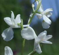 Anacamptis laxiflora albinos Grime 280407 (3)