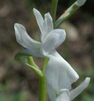 Anacamptis laxiflora albinos Grime 280407 (4)