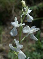 Anacamptis laxiflora albinos Grime 280407 (5)