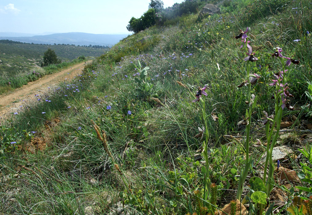 Ophrys aurelia Crêtes La Ciotat 290407 (106)