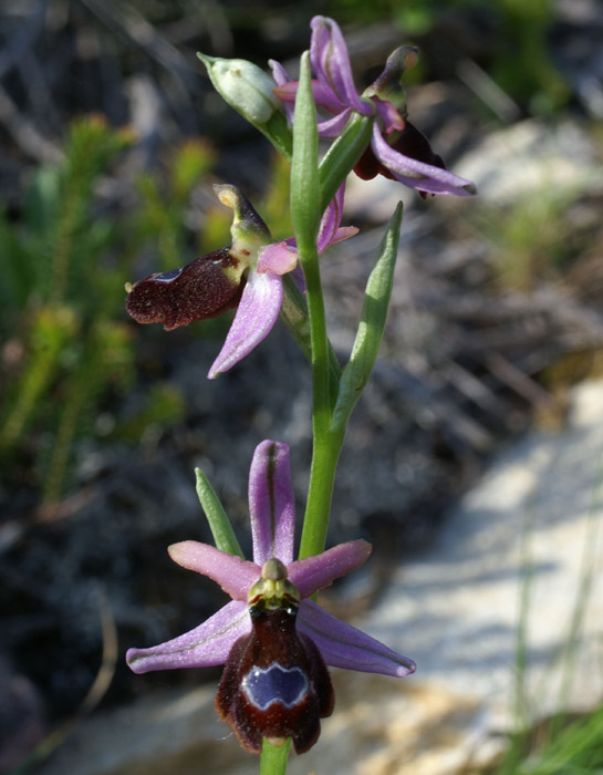 Ophrys aurelia Crêtes La Ciotat 290407 (14)