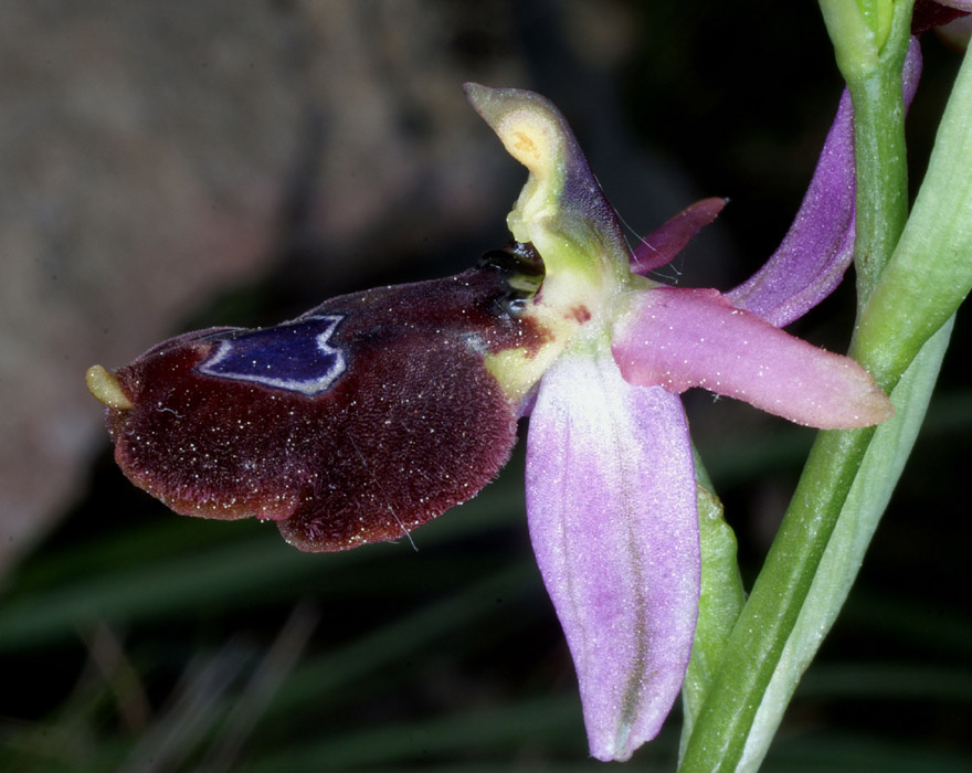 Ophrys aurelia Crêtes La Ciotat 290407 (15)