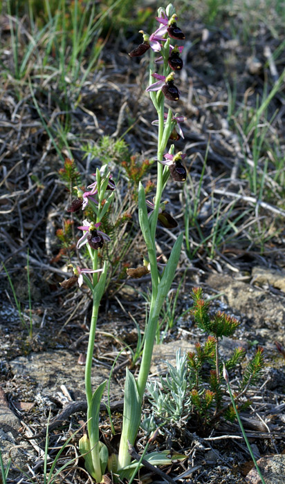 Ophrys aurelia Crêtes La Ciotat 290407 (38)