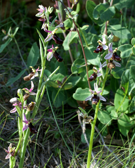Ophrys aurelia Crêtes La Ciotat 290407 (69)