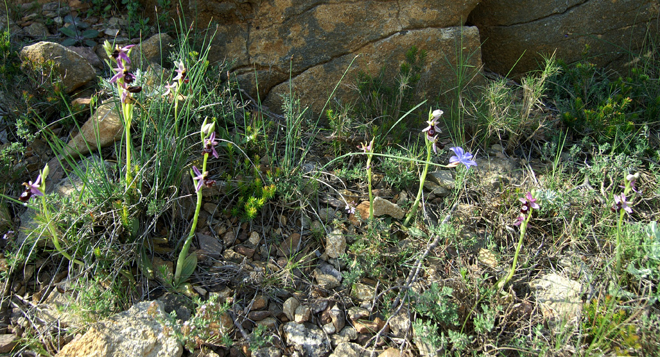 Ophrys aurelia Crêtes La Ciotat 290407 (79)