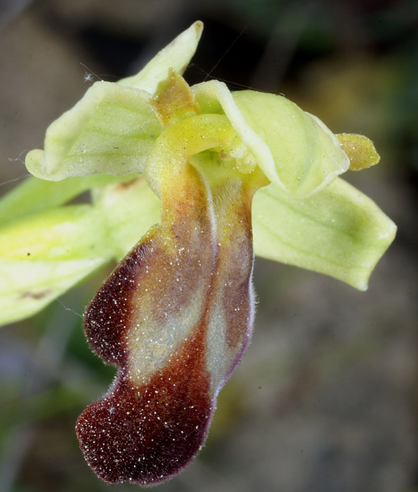 Ophrys lupercalis Crêtes La Ciotat 290407 (155)