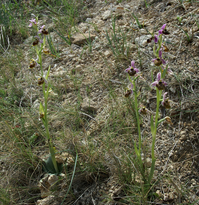 Ophrys pseudoscolopax Crêtes La Ciotat 290407 (128)
