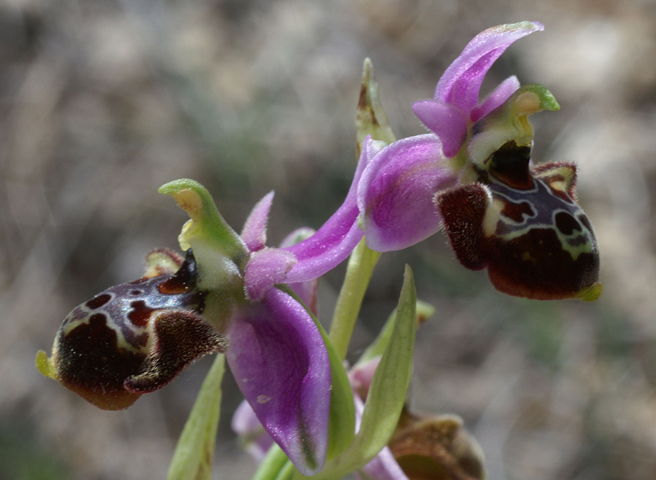 Ophrys pseudoscolopax Crêtes La Ciotat 290407 (131)