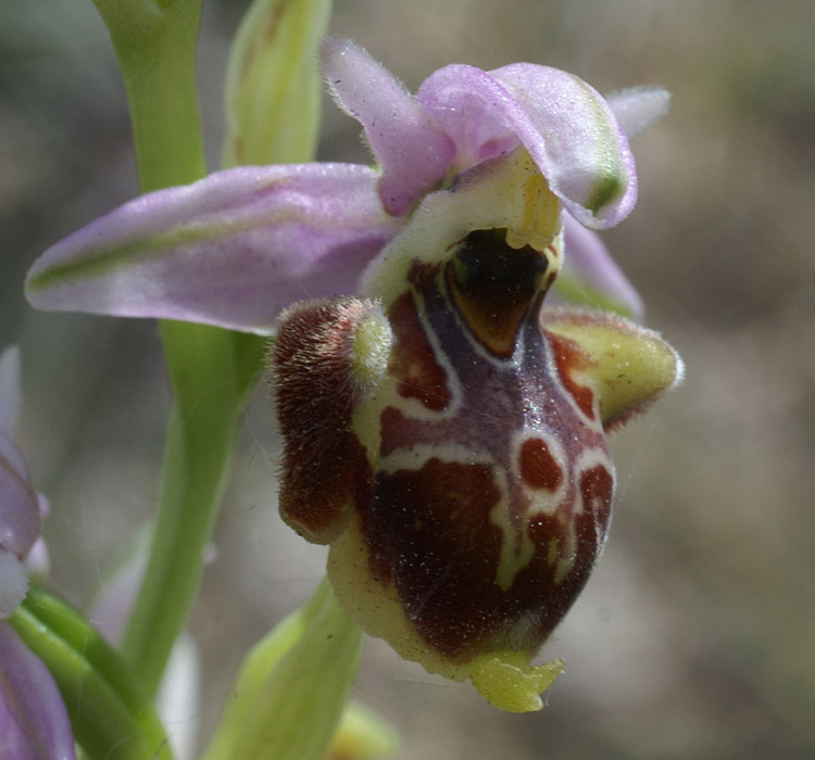 Ophrys pseudoscolopax Crêtes La Ciotat 290407 (132)