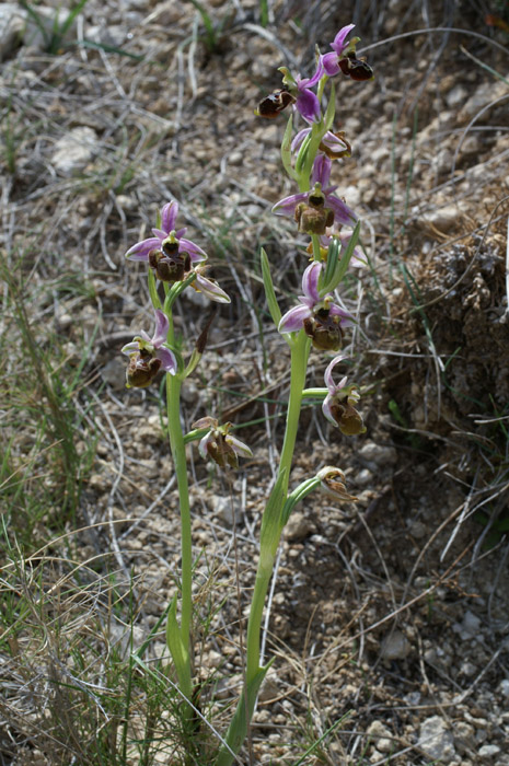 Ophrys pseudoscolopax Crêtes La Ciotat 290407 (133)