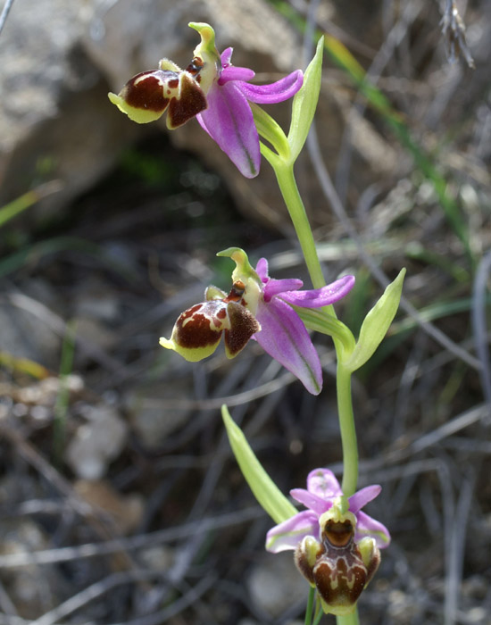 Ophrys pseudoscolopax Crêtes La Ciotat 290407 (138)