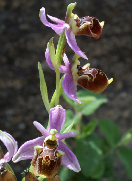 Ophrys pseudoscolopax Crêtes La Ciotat 290407 (141)