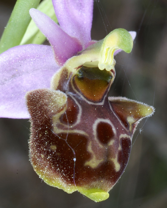 Ophrys pseudoscolopax Crêtes La Ciotat 290407 (149)