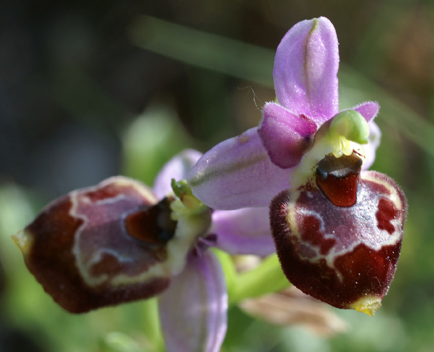 Ophrys pseudoscolopax Crêtes La Ciotat 290407 (83)
