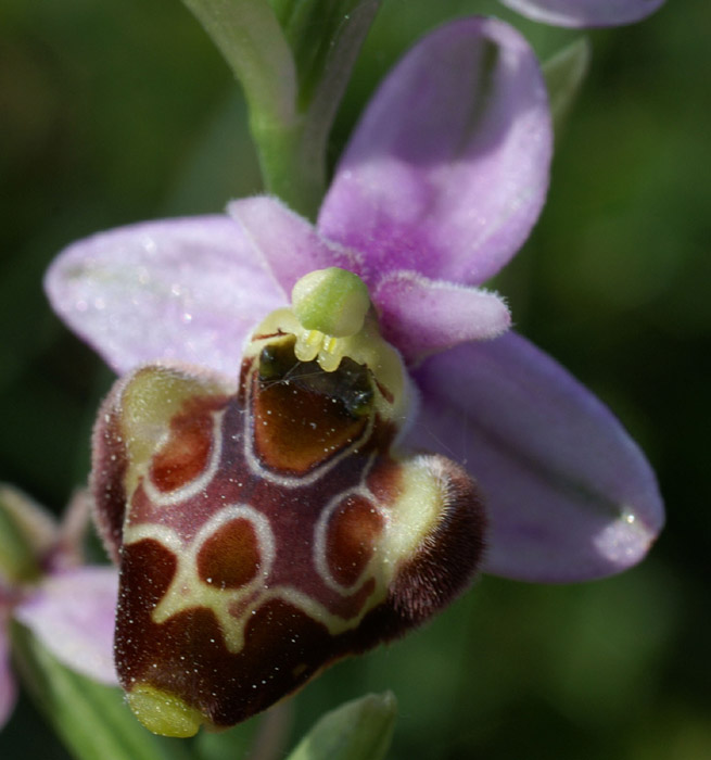 Ophrys pseudoscolopax Crêtes La Ciotat 290407 (84)