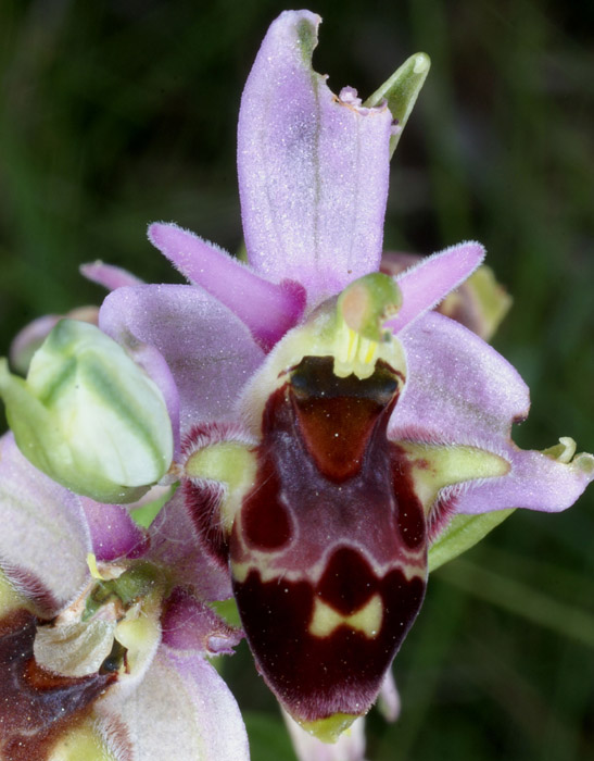 Ophrys pseudoscolopax Crêtes La Ciotat 290407 (93)