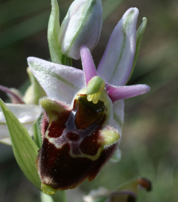 Ophrys pseudoscolopax Crêtes La Ciotat 290407 (97)