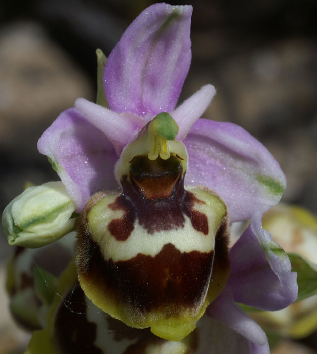 Ophrys sp Crêtes La Ciotat 290407 (142)