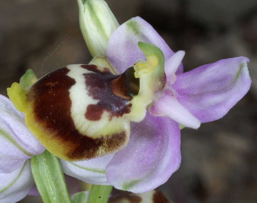 Ophrys sp Crêtes La Ciotat 290407 (147)