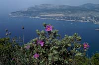 Cistus albidus Crêtes La Ciotat 290407 (121)