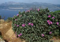 Cistus albidus Crêtes La Ciotat 290407 (122)