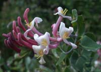 Lonicera implexa Crêtes La Ciotat 290407 (159)