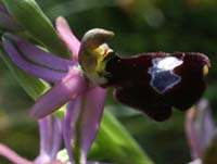 Ophrys aurelia Crêtes La Ciotat 290407 (1)