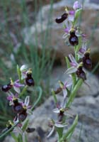 Ophrys aurelia Crêtes La Ciotat 290407 (31)
